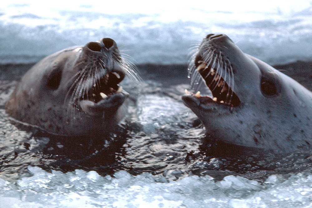 Crabeater Seals Lobodon carcinophagus Antarctica fact file
